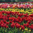 ANY DAY Tulip Pass- Includes 15 U-Pick Tulips image
