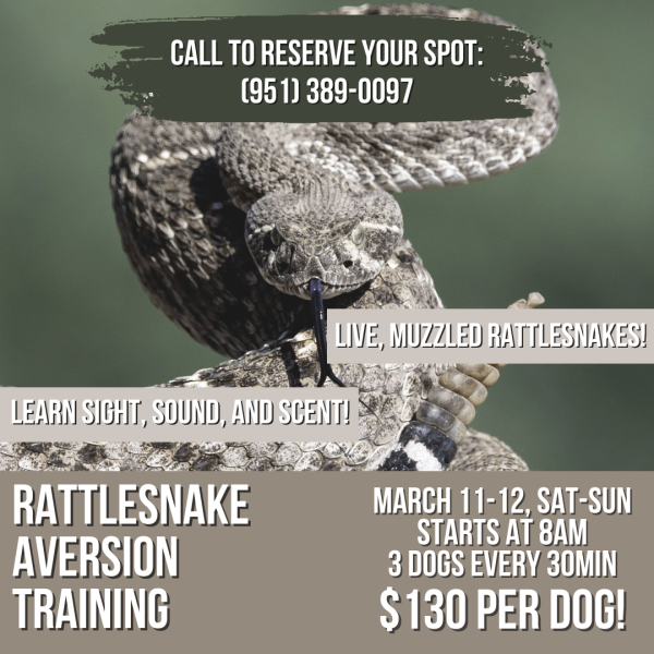 Buy Tickets For Epic Dog Academy