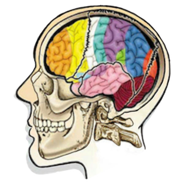 buy-tickets-c-a-t-s-cranial-adjusting-workshop