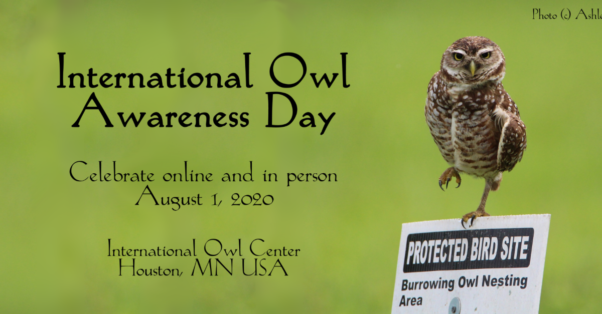 Get Registered – International Owl Awareness Day 2020 - Online Programs –  Zoom, Sat Aug 1, 2020