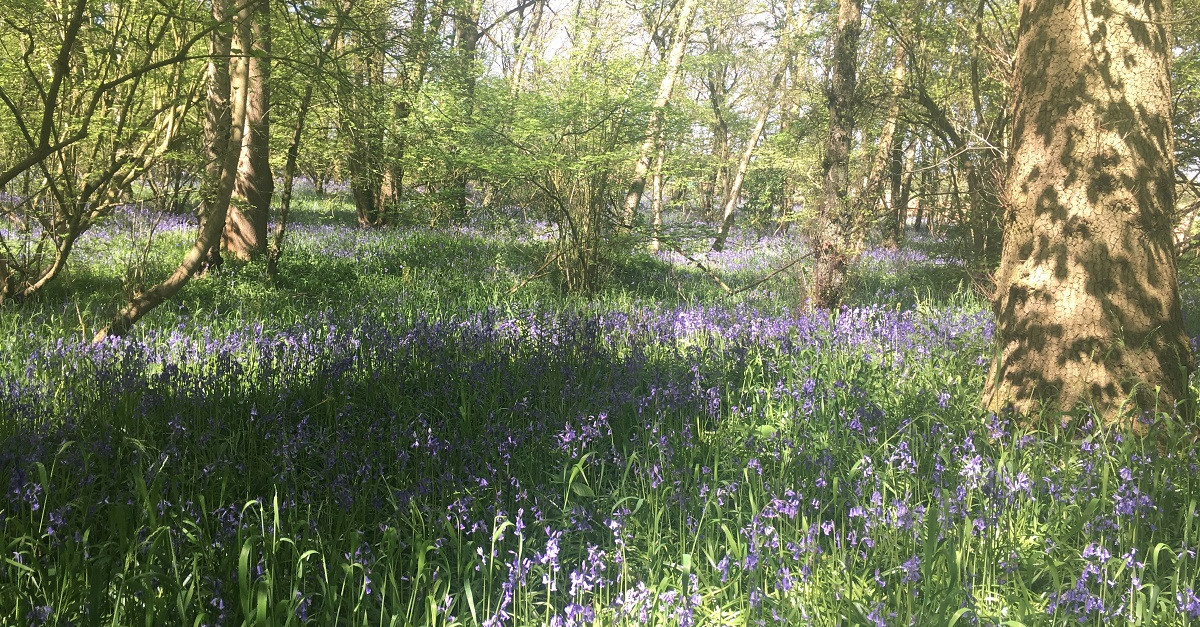 Walk: Brandon Reach Nature Reserve, Warwickshire 