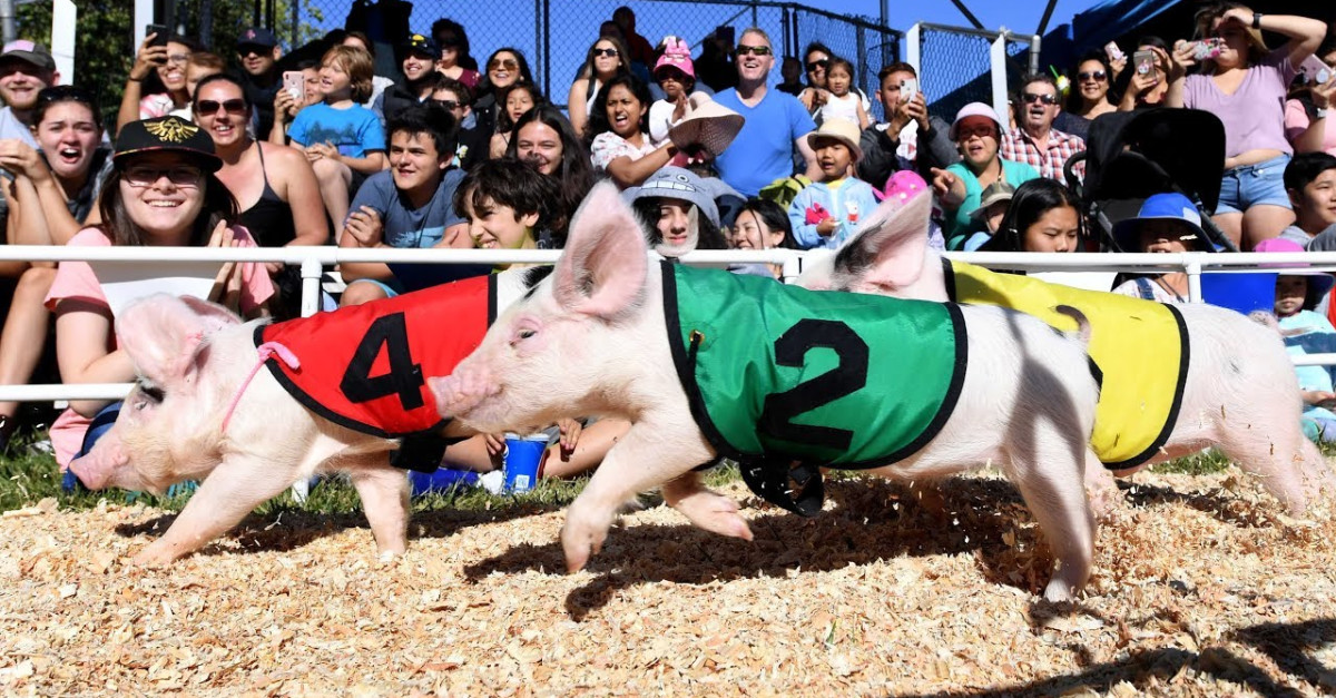 Buy Tickets For Mini Pig - Race Night – Mini Pig - Race Night ...