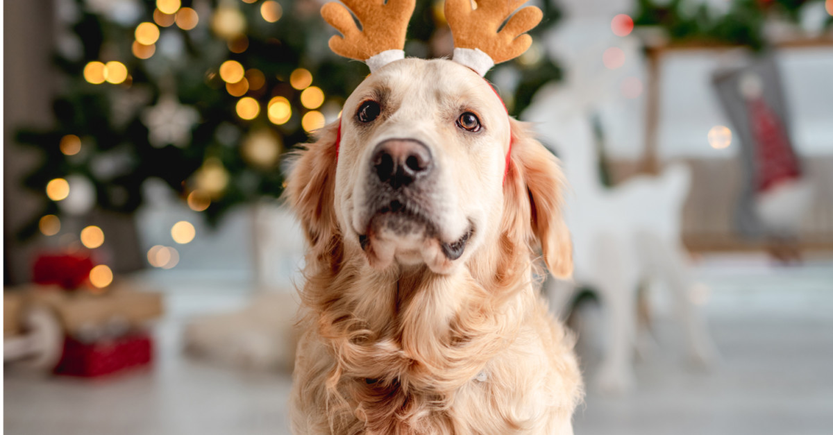 BUY TICKETS NOW – Golden Retriever Cafe Christmas - London – Devonshire ...