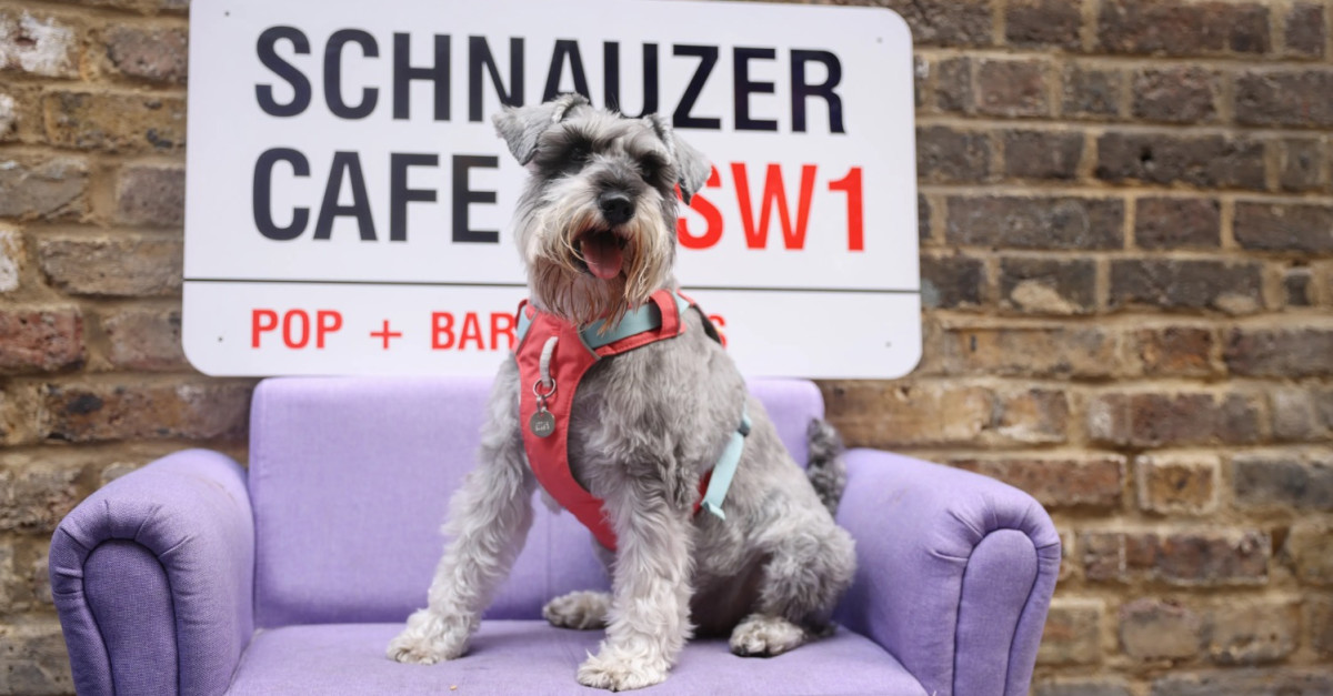 BUY TICKETS NOW – Schnauzer Cafe Christmas - London – Devonshire ...