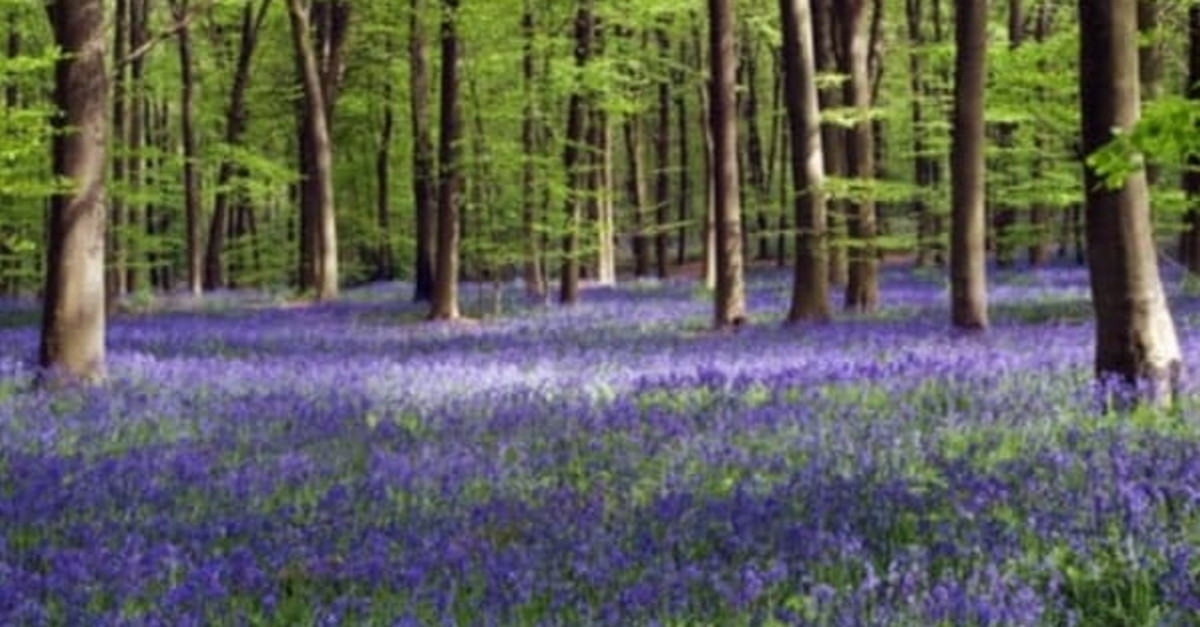 Buy tickets for Bluebells at Beltaine Bluebells at Beltaine