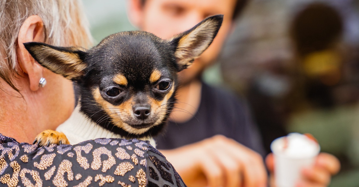 A 'Chihuahua Cafe' is coming to London - 21 July - Dogs Monthly