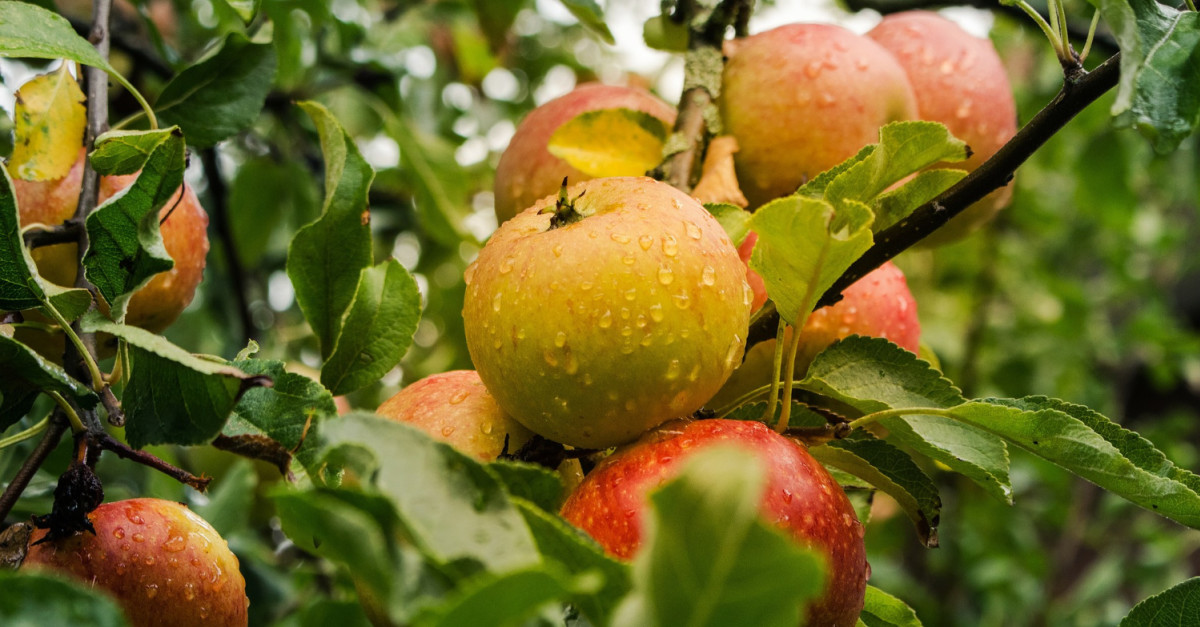 Join the guestlist – National Collection of Sussex Apples – a Guided ...