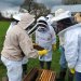Gift Voucher:  Bees & Beekeeping Experience 2024 - Double Ticket image