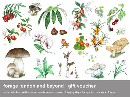 Foraging Walk - Gift Voucher (THCP only) image