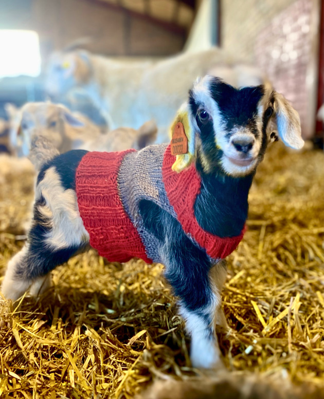DENNIS THE BABY CASHMERE GOAT WEARING A HAND KNITTED JUMPER