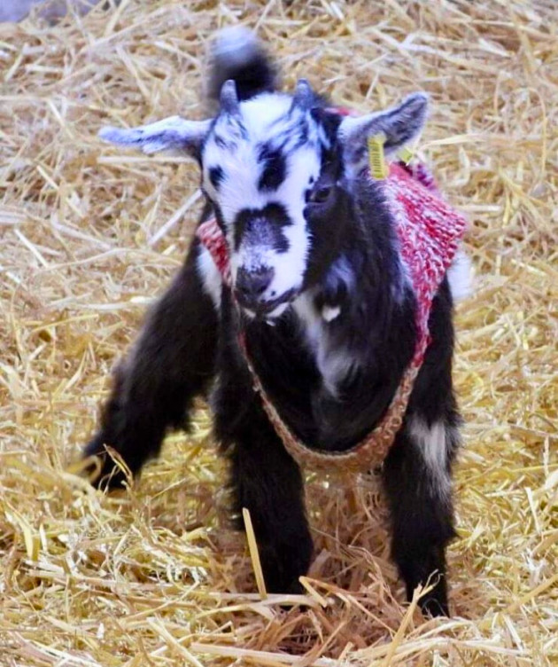 GORGEOUS BABY CASHMERE GOAT WEARING A HAND KNITTED JUMPER