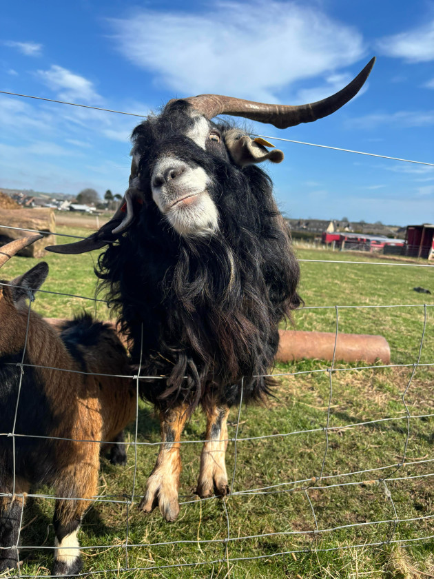 DENNIS THE FRIENDLY ADULT GOAT SMILING IN THE FIELD