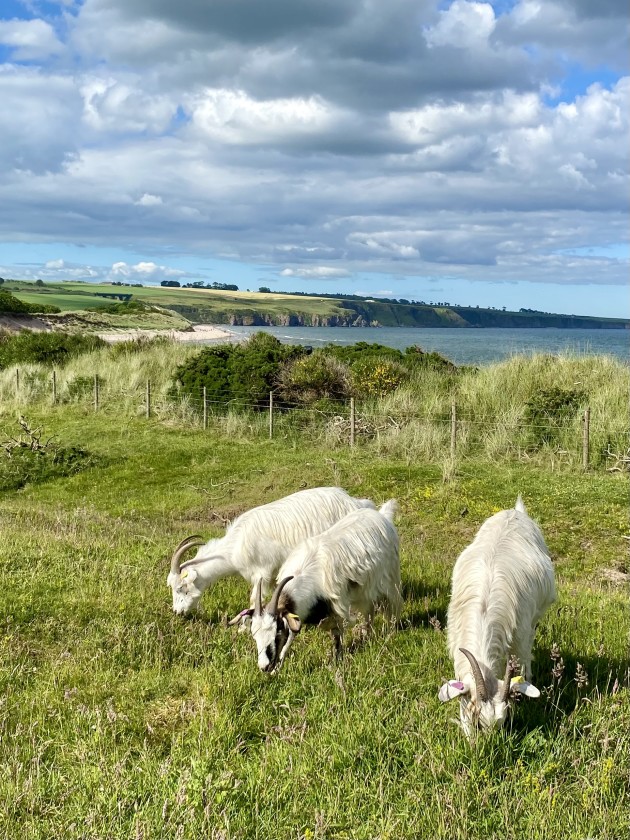 Three white Cashmere goats grazing in a field with beautiful beach of Lunan Bay in the background