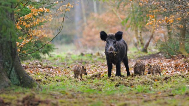 Buy tickets – Groundbreakers: The Return of Britain’s Wild Boar ...