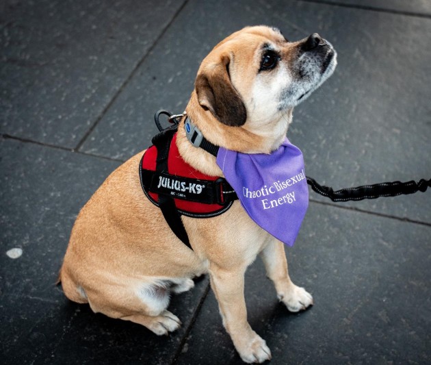 a picture of Augie, the regular tour dog on this free walking tour of Edinburgh. He is wearing a violet bandana that says