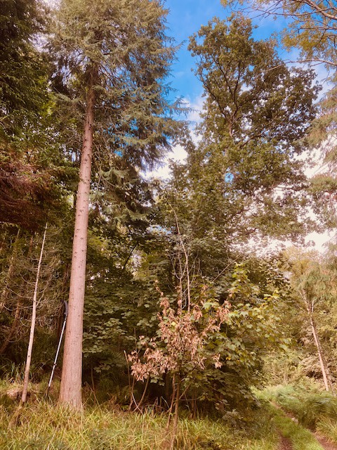 Camera looks up from the ground at tall Lawson cypress trees against a blue sky