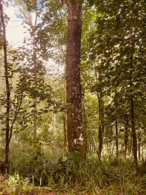 Oak tree at 60-70 years