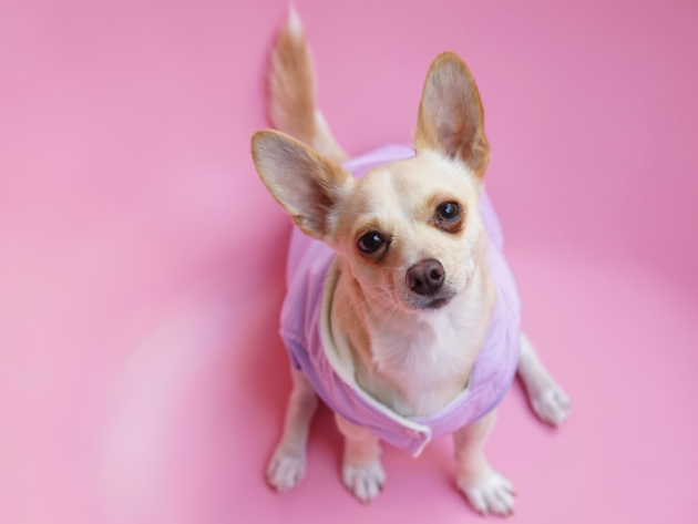 A 'Chihuahua Cafe' is coming to London - 21 July - Dogs Monthly