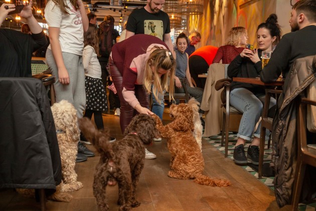 BUY TICKETS NOW – Cockapoo Cafe - Harrogate – Foundry Project