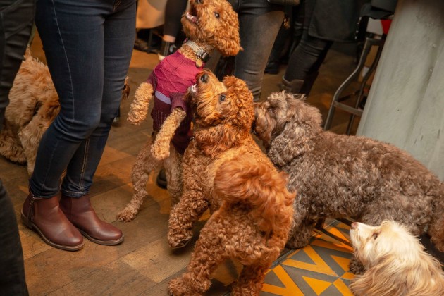 BUY TICKETS NOW – Cockapoo Cafe - Harrogate – Foundry Project