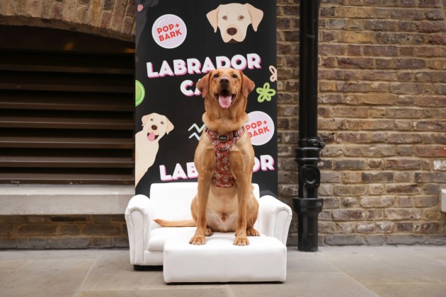 Labradora Cafe BUY TICKETS NOW – Labrador Cafe - Kent – The Manor House