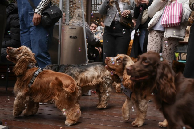 BUY TICKETS NOW – Cocker Spaniel Cafe Christmas - London – The Happenstance
