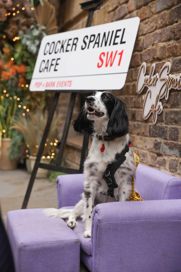 BUY TICKETS NOW – Cocker Spaniel Cafe Christmas - Liverpool – The ...