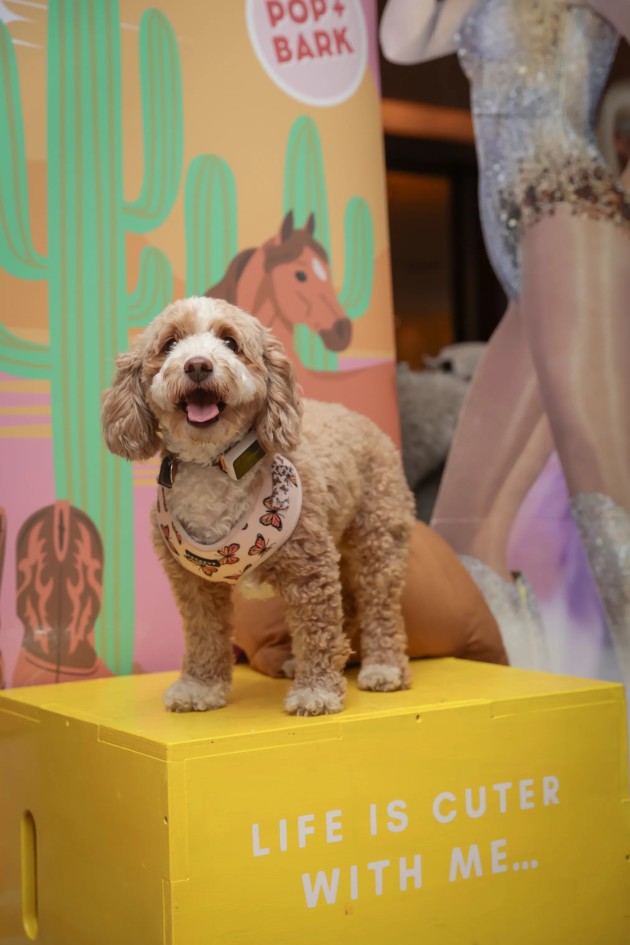 BUY TICKETS NOW – Cavapoo Cafe - Sheffield – Revolution Sheffield