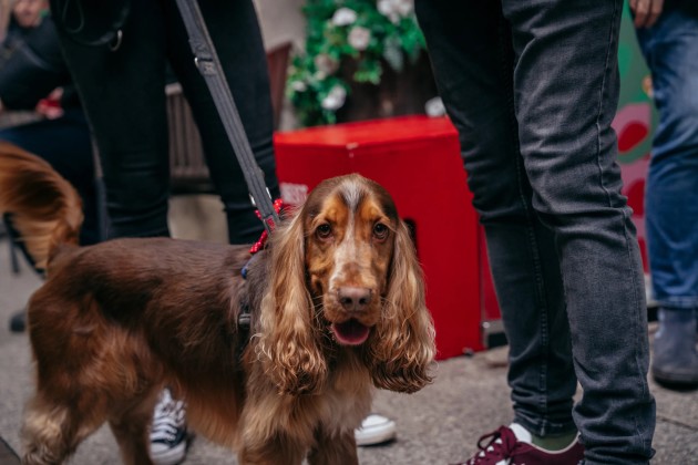BUY TICKETS NOW – Cocker Spaniel Cafe - Sheffield – Revolution Sheffield