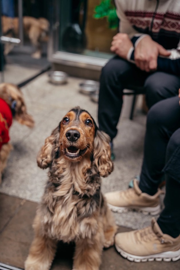BUY TICKETS NOW – Cocker Spaniel Cafe - Sheffield – Revolution Sheffield