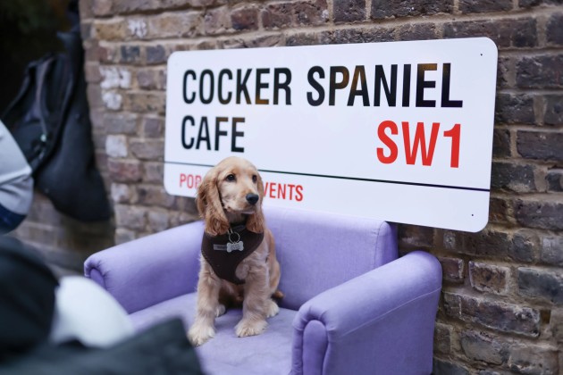 BUY TICKETS NOW – Cocker Spaniel Cafe - Portsmouth – Las Iguanas