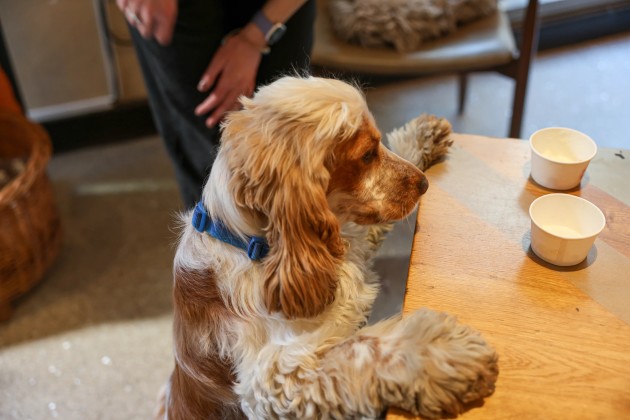 BUY TICKETS NOW – Cocker Spaniel Cafe - Kent – The Manor House