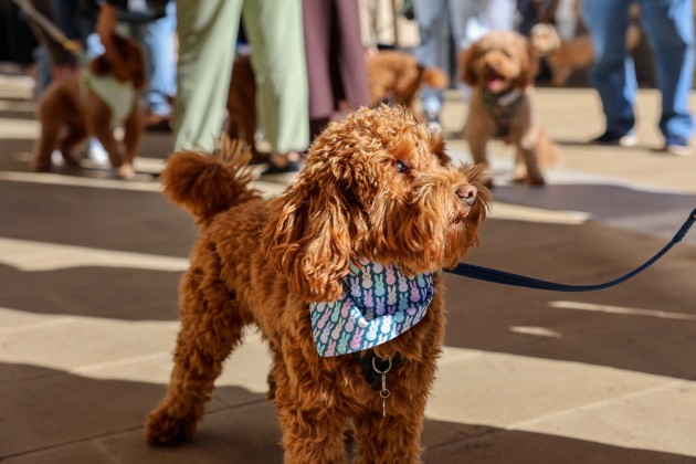 BUY TICKETS NOW – Cockapoo Cafe - Liverpool – Sub Rosa