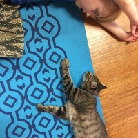 Yoga with Cats image