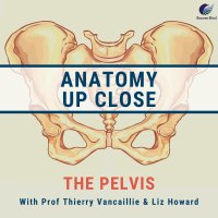 Anatomy Up Close: the Pelvis image