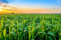 AgriTech 4.0: Crops, Seeds & Soil 2022 image