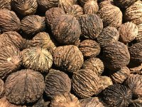 New York Nut Growers Association 2022 Fall Meeting image