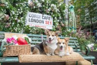 Corgi Cafe - London image