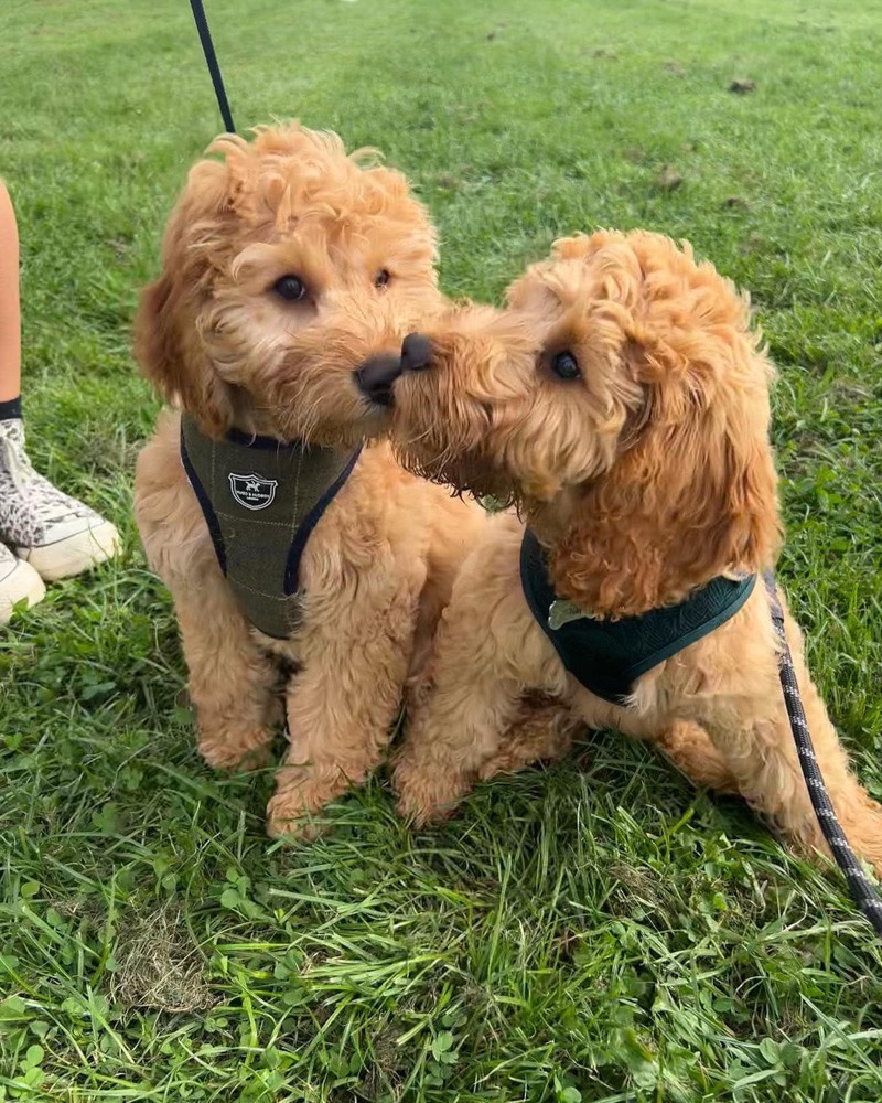 Buy Tickets Now – Cockapoo/Doodle Party - Inverness – Paws N Play ...