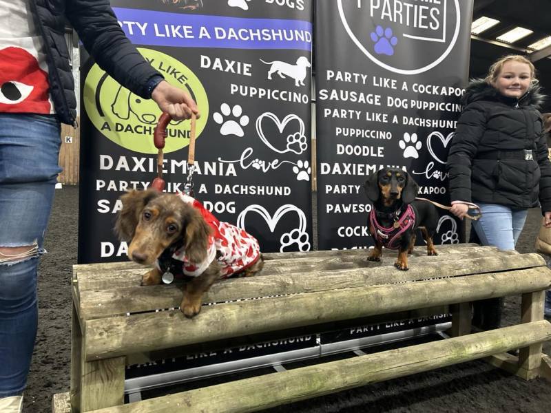 Buy Tickets Now – Dachshund Party - Glasgow – Pop World Glasgow