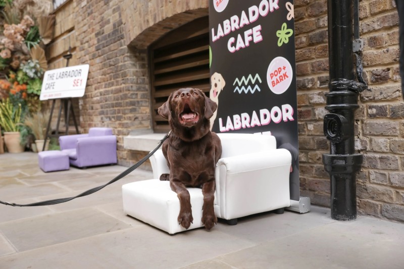 Red Lab Cafe BUY TICKETS NOW – Labrador Cafe - Newcastle – Revolucion de Cuba Newcastle