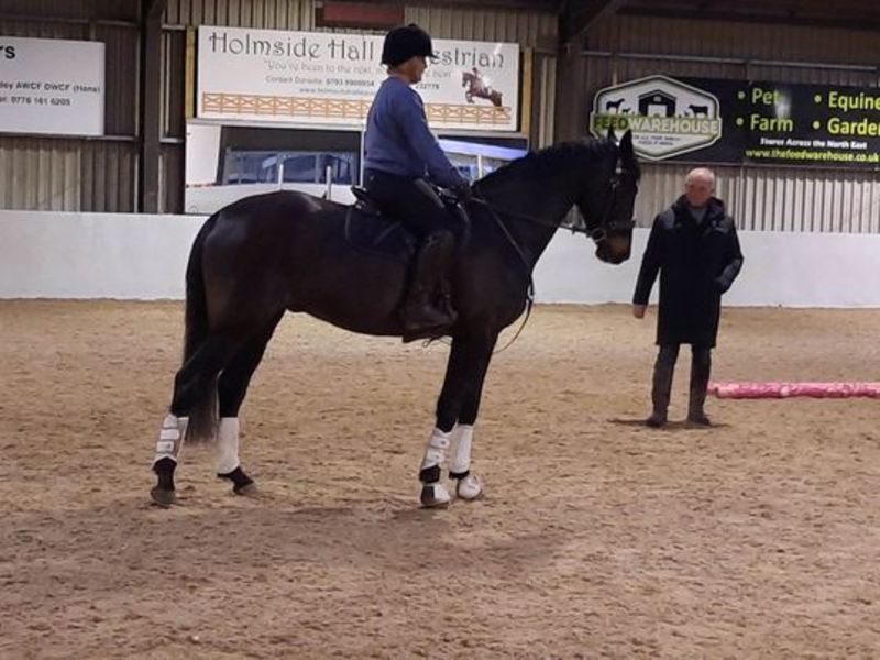 Buy tickets for Flatwork & Show Jumping Clinic with Rob Lovatt ...