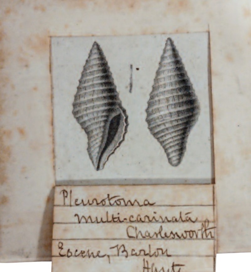 Registration opens in September – Edward Charlesworth: geologist ...