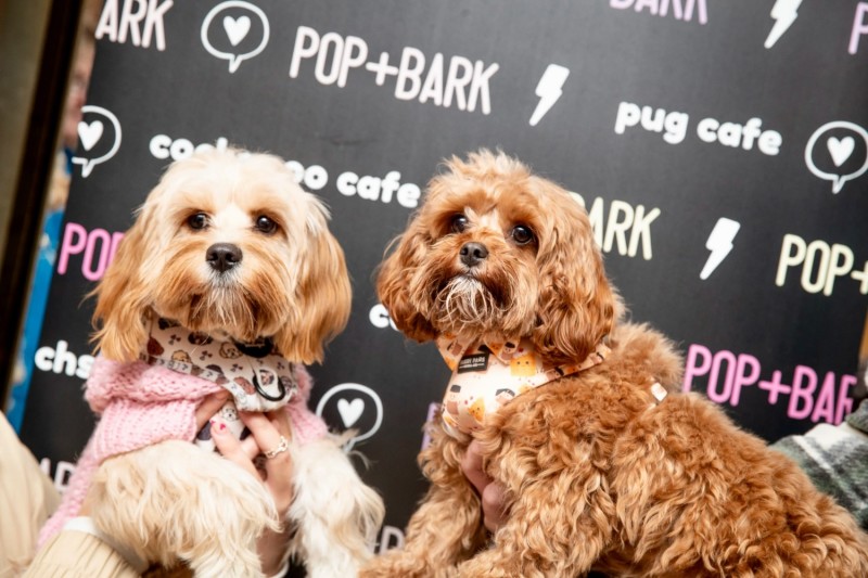 BUY TICKETS NOW – Cavapoo Cafe - Liverpool – Revolution St Peter's Square
