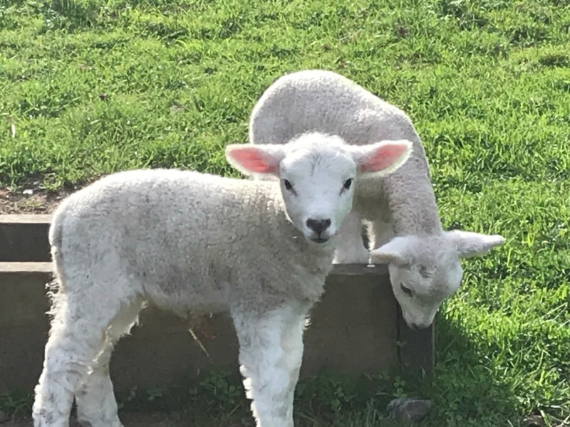 Buy tickets – Four Winds Lambing Day – Four Winds Farm, Sat 4 Apr 2020 ...